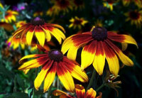 Fiori