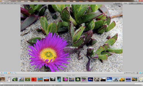 ACDSee Photo Manager: Interfaccia utente - Sezione View