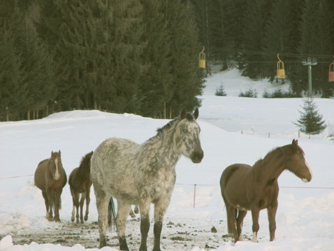 Immagine iniziale: cavalli sulla neve