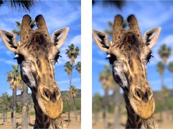 Immagine iniziale: giraffa su sfondo di palme