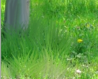 Stesura colore per l'erba